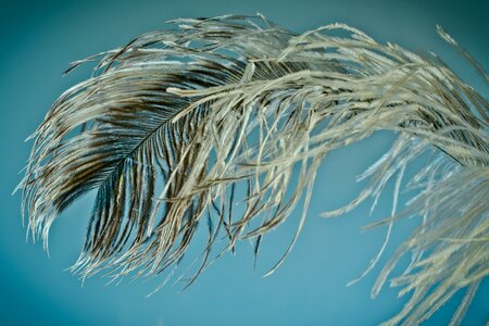 Strauss close up bird feather