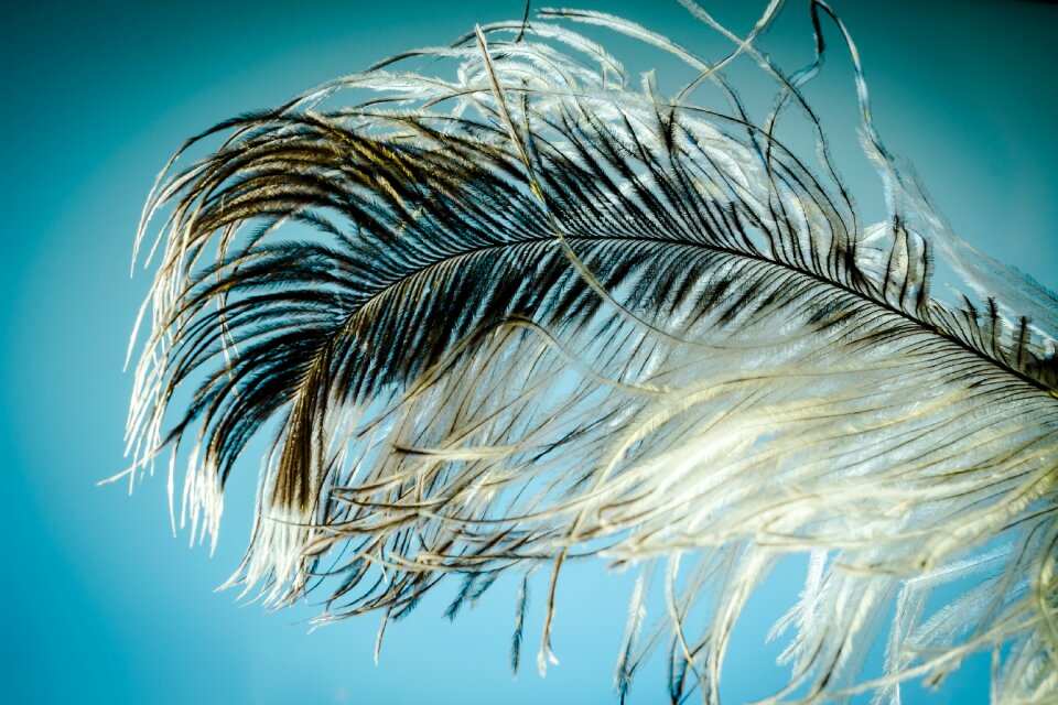 Strauss close up bird feather