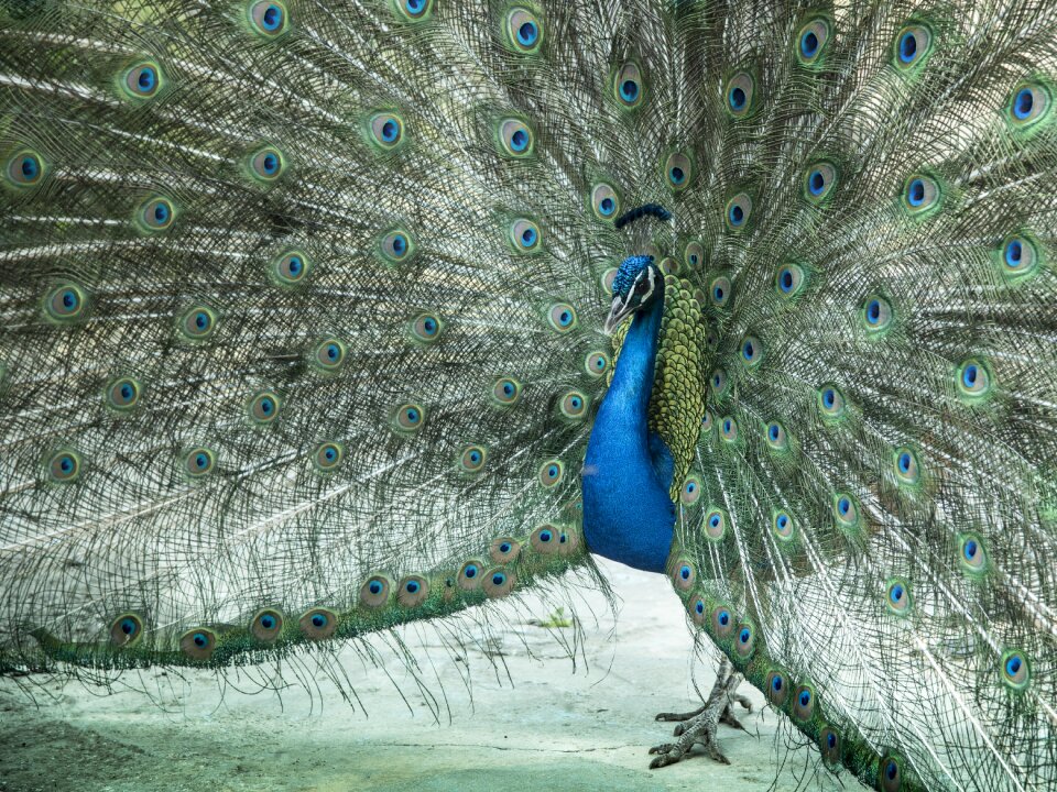 Nice plumage feathers
