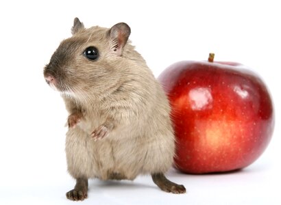 Critter food fruit