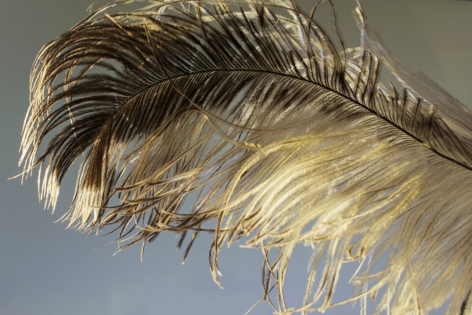 Strauss close up bird feather