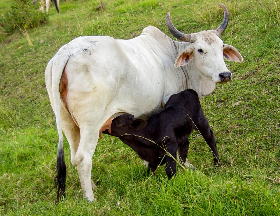 Feeding suckling stock