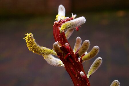 Stamens pollen flower