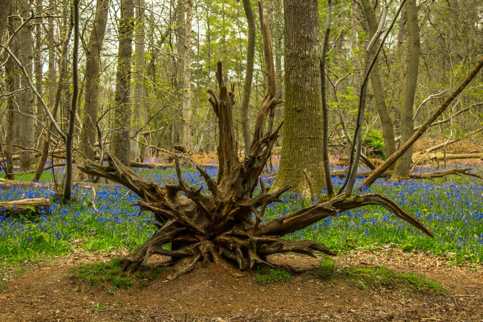 Trees spring nature