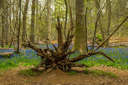 Trees spring nature