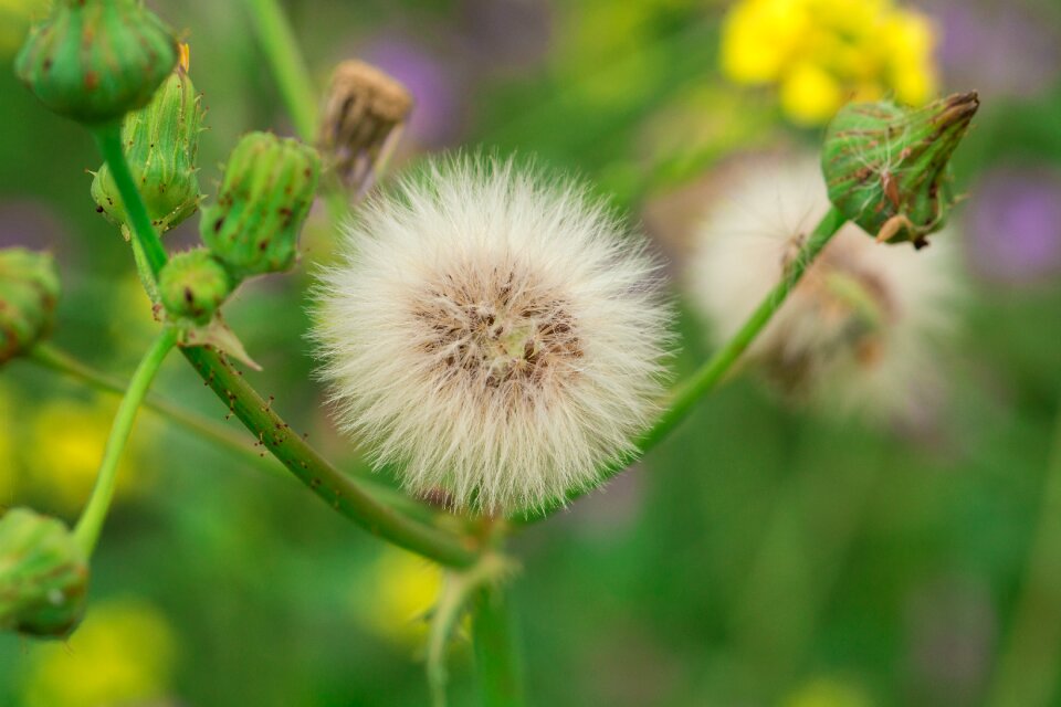 Flower dandelion plant