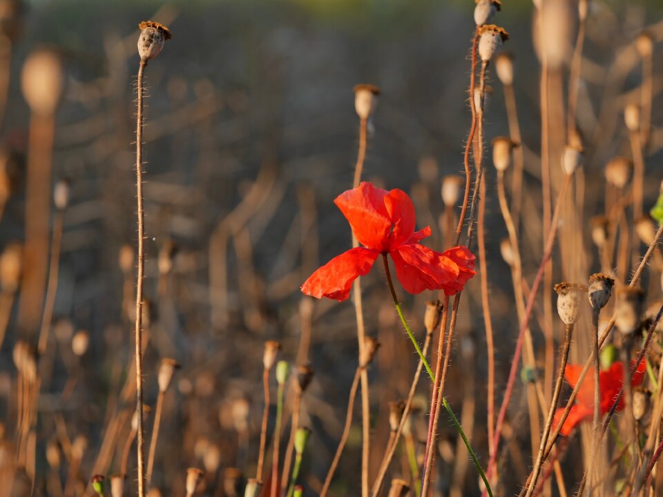 Poppy poppy capsules edge of field