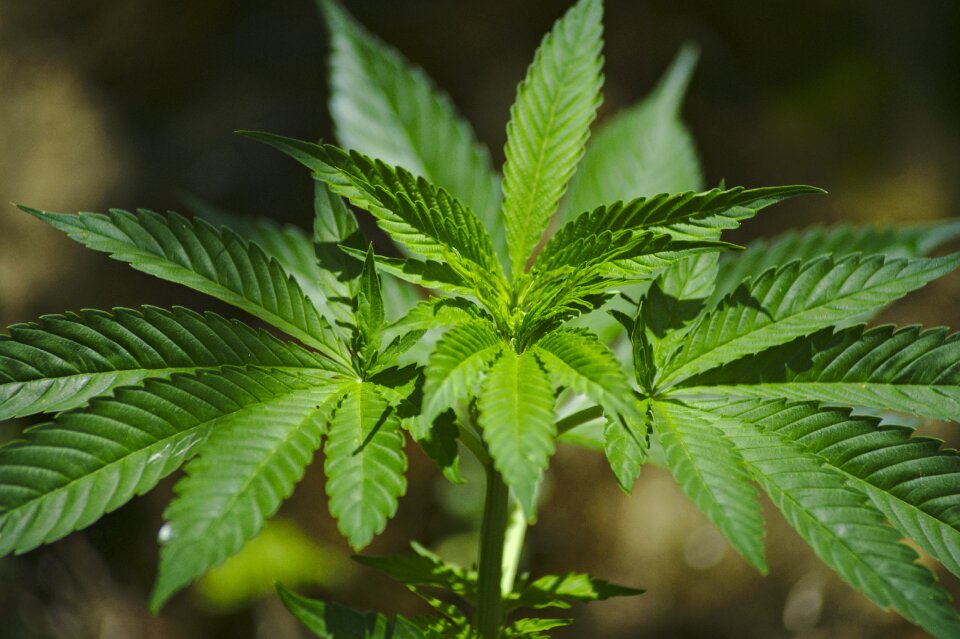 Marijuana maria yerba