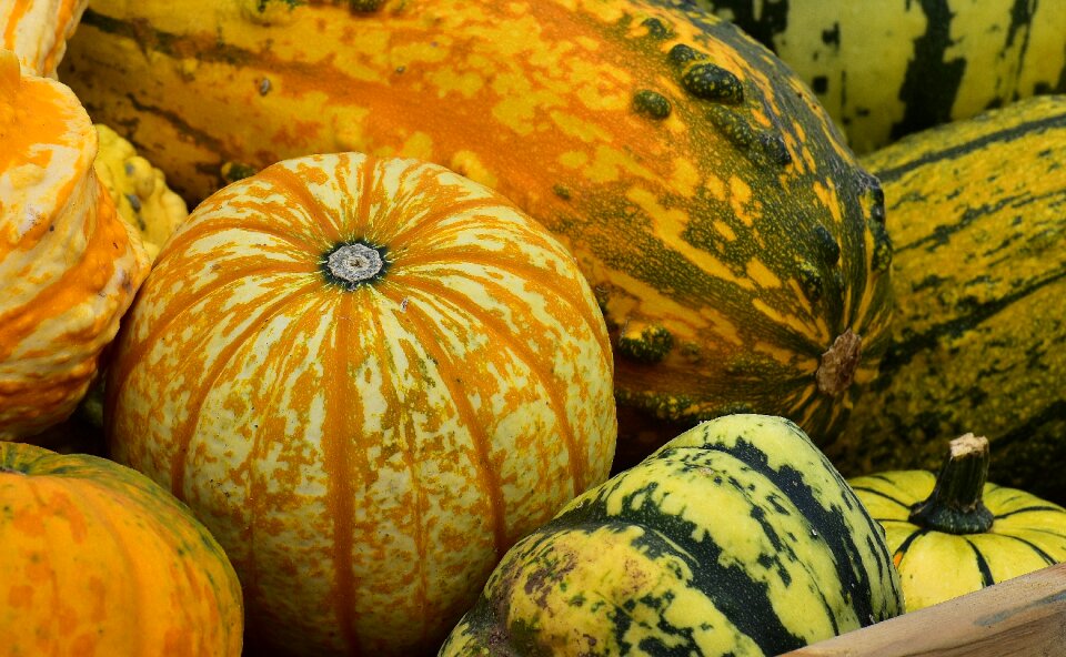 Harvest decorative squashes decoration