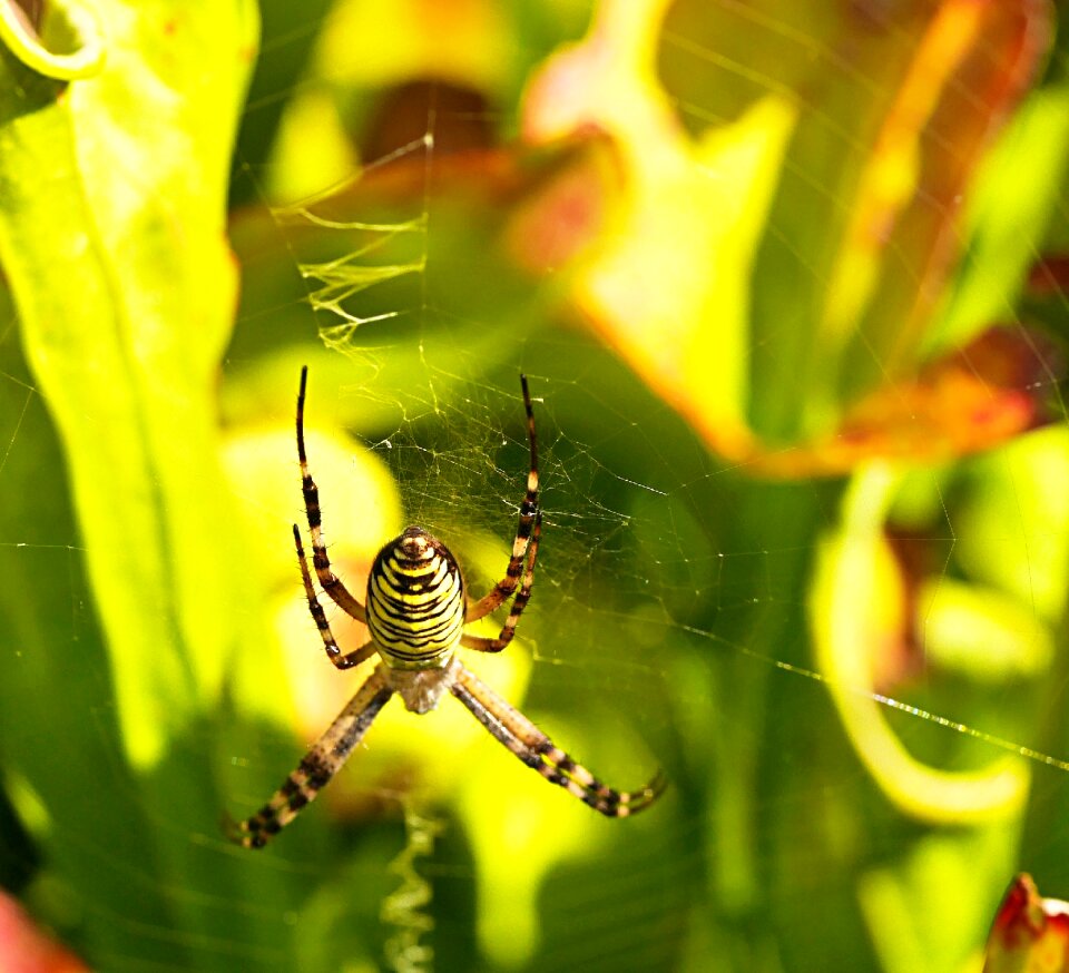 Spider cobwebs striped