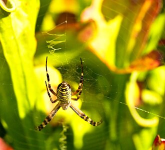 Spider cobwebs striped