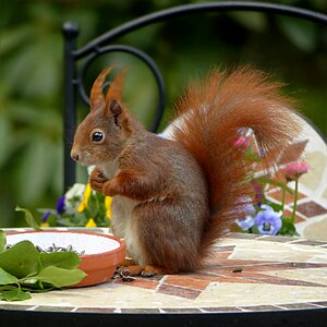 Sciurus vulgaris major foraging garden photo