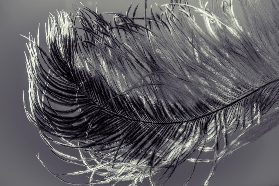 Strauss close up bird feather