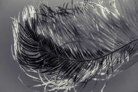 Strauss close up bird feather