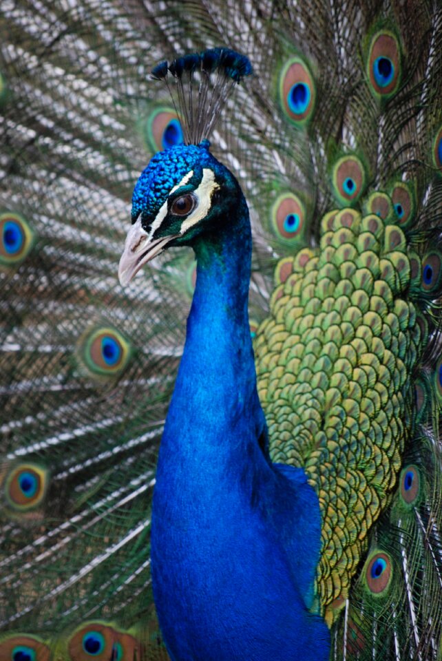 Feathers plumage female