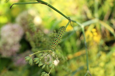 Caterpillar insects nature photo