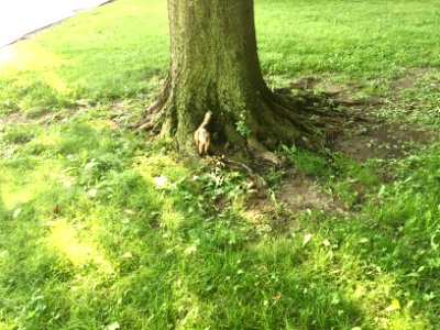 Overly-Friendly Squirrel, University Circle, Cleveland, OH… 