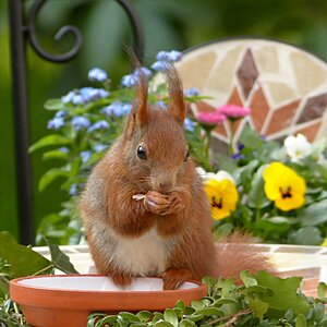 Sciurus vulgaris major foraging garden