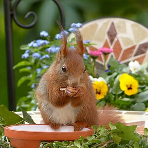 Sciurus vulgaris major foraging garden photo