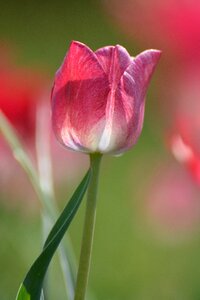 Tulips flower holland
