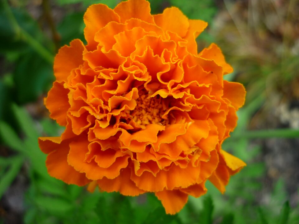 Bloom yellow orange flower bed edge
