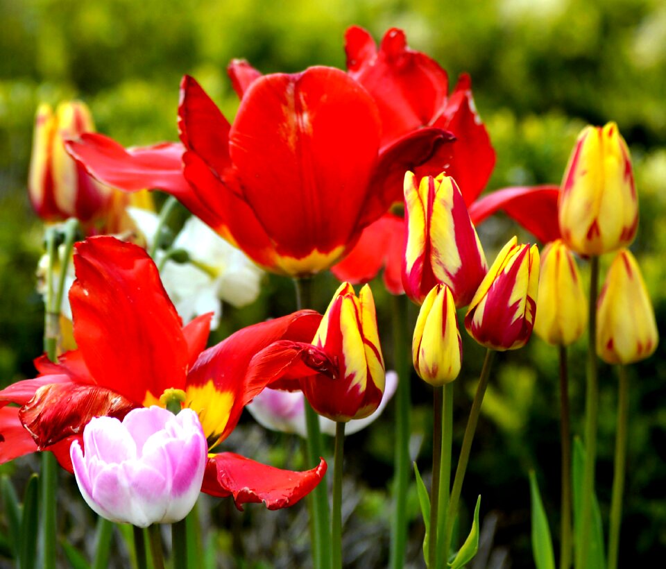 Flowers bloom federal government