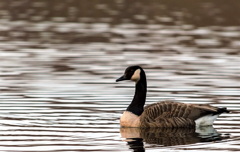 Lake water animal