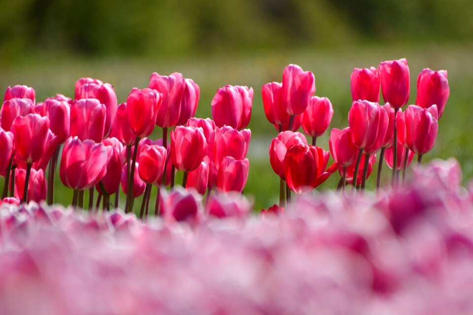 Tulips flower holland
