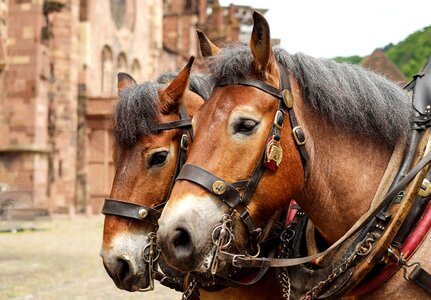 Schwarzwälder kaltblut horse portrait