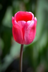 Tulips flower holland
