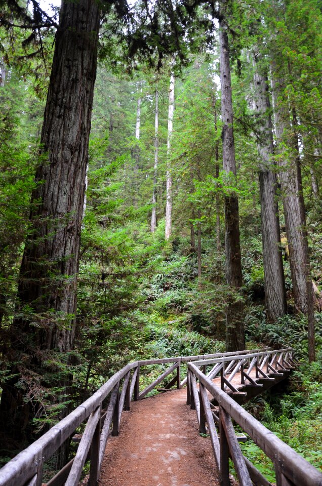 Sequoia trees ladybird johnson grove redwood national park