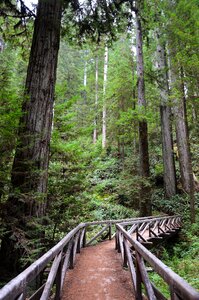 Sequoia trees ladybird johnson grove redwood national park