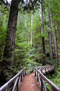 Sequoia trees ladybird johnson grove redwood national park photo