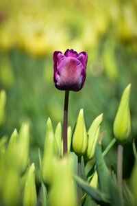 Tulips flower holland