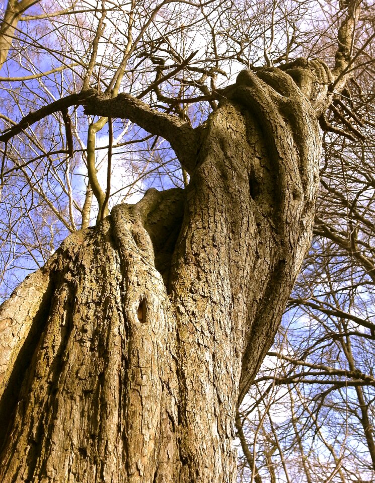 Landscape old tree tribe