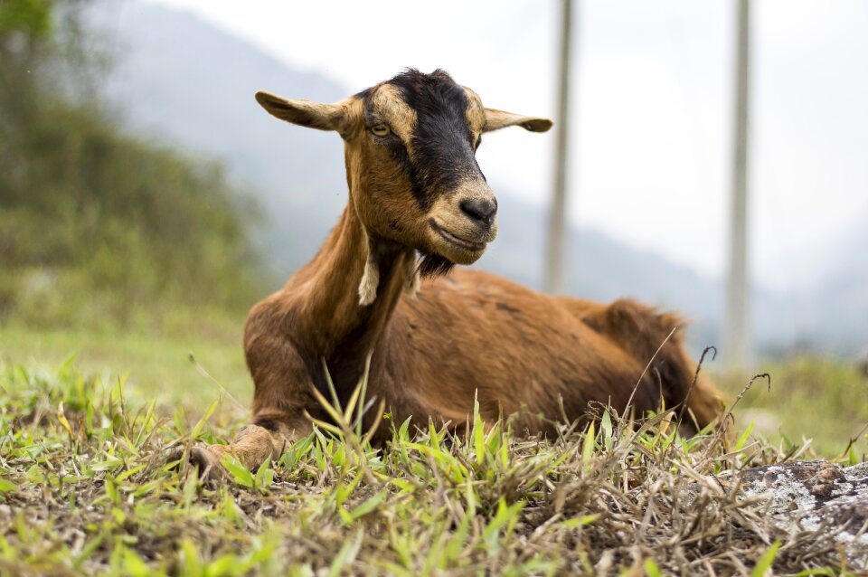 Animal portrait animal nature mountains