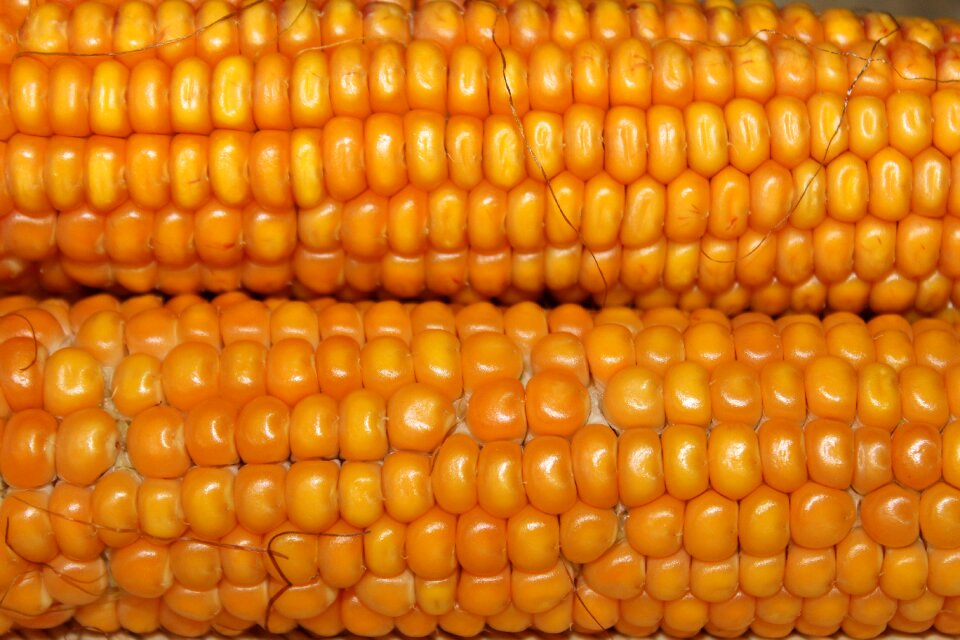 Corn on the cob vegetables food