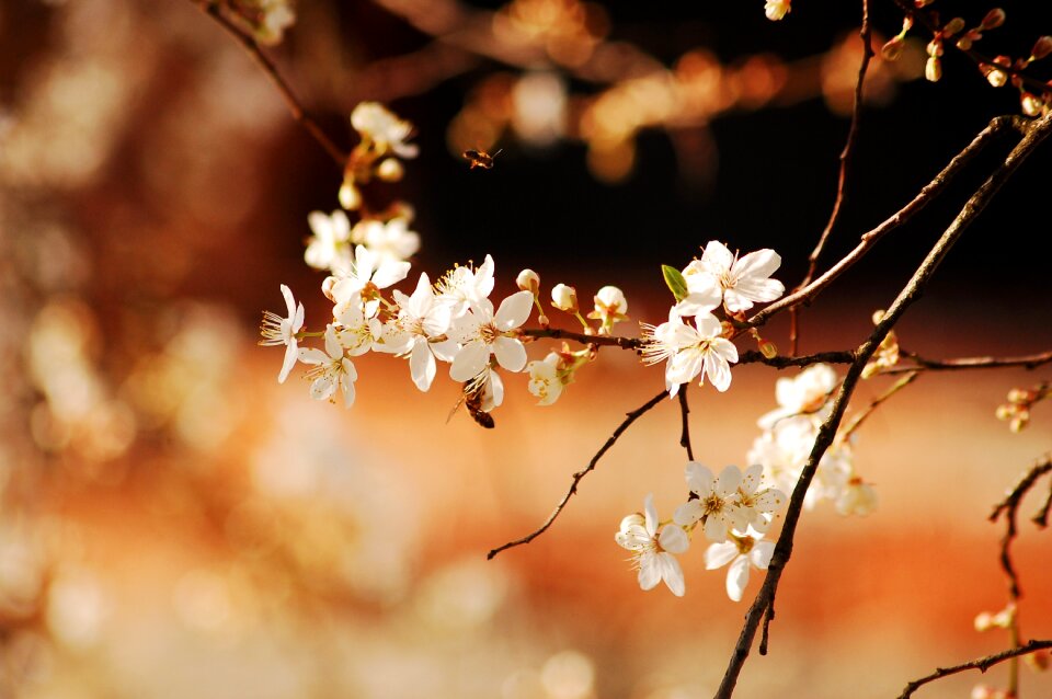 Spring flower flowers