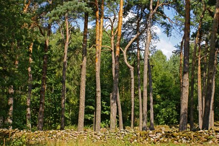 Forest green coniferous