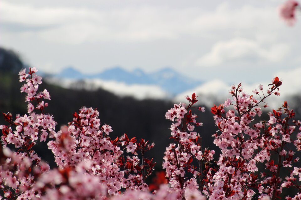 Pink flowering tree mountain
