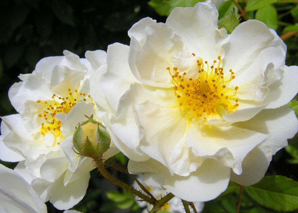 Bloom way of the roses white roses photo