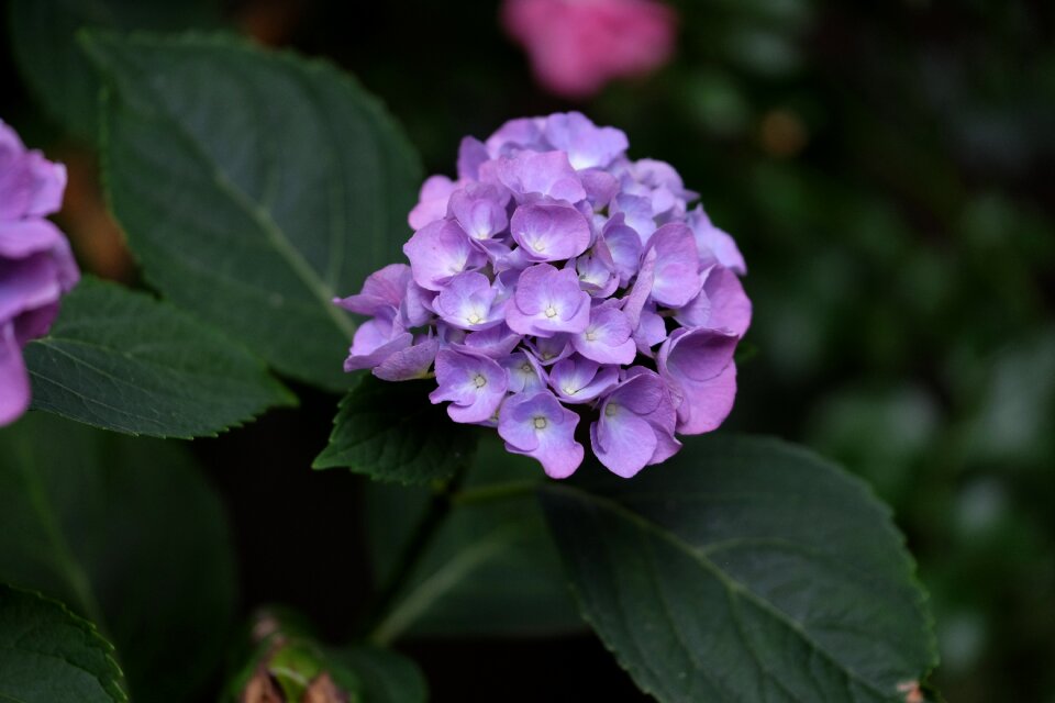 Garden blossom bloom