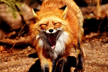 Wild animal tired tooth