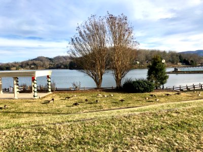 Geese, Lake Junaluska, NC 