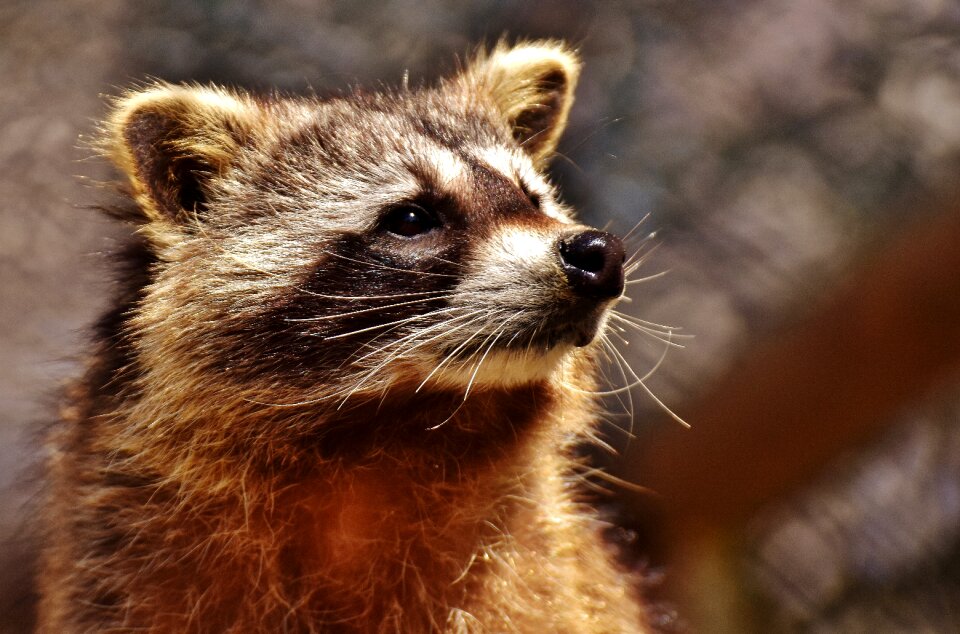 Mammal sweet nature
