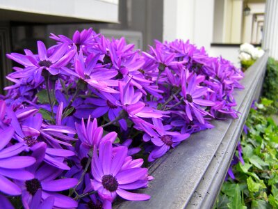 Purple purple flowers lilac flower