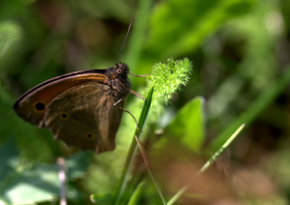 Wings hang insects