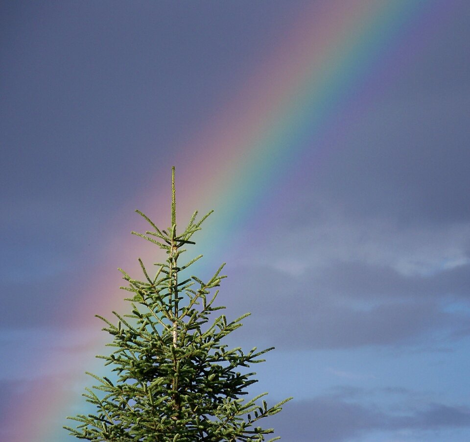 Nature light evergreen