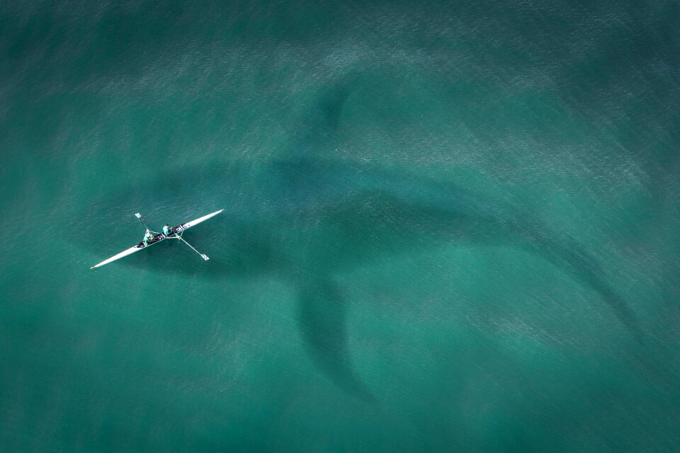 Hai great white shark shark attack