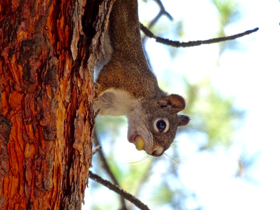 Mammal wildlife wild